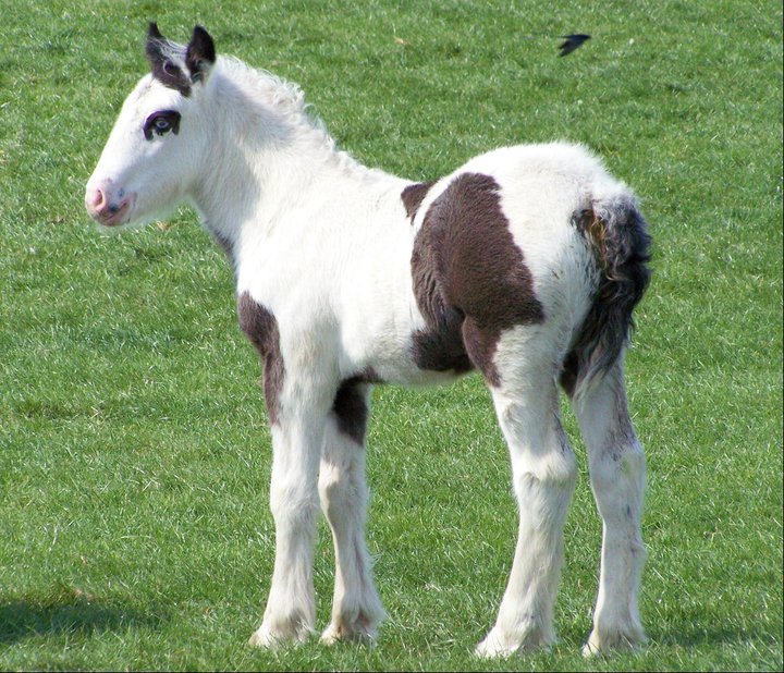 Hermits China Myth - Piebald Colt Foal.jpg